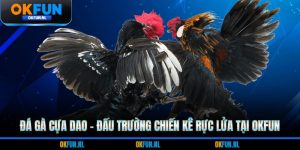 Đá gà cựa dao