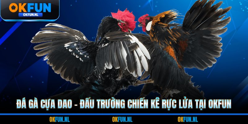 Đá gà cựa dao